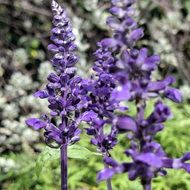 Garden. Weather forecasts with beautiful photos by Wen-ya Huang Photos in World