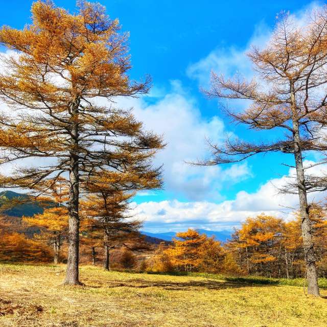 Grass. Weather forecasts with beautiful photos by Kasumisou Photos in 高峰高原