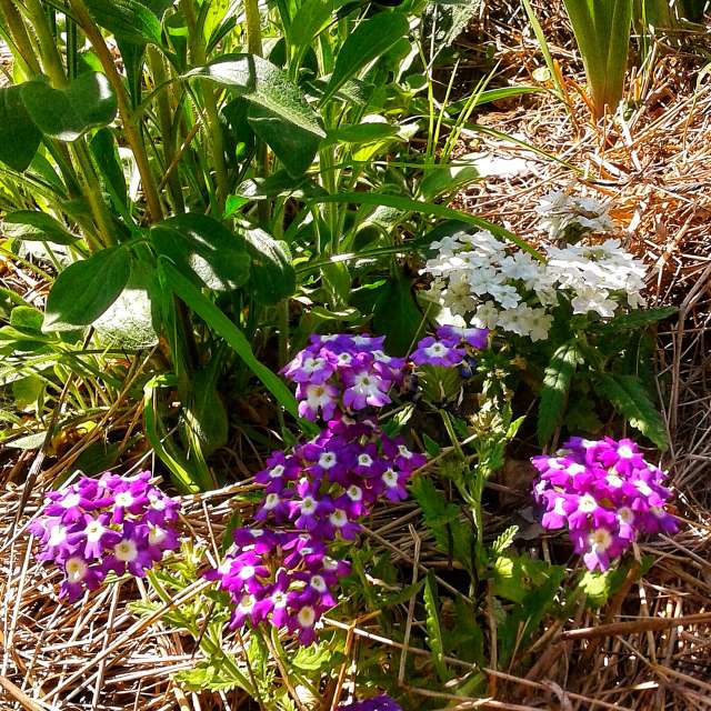 Hay. Weather forecasts with beautiful photos by urashm Photos in Khmelnytskyi