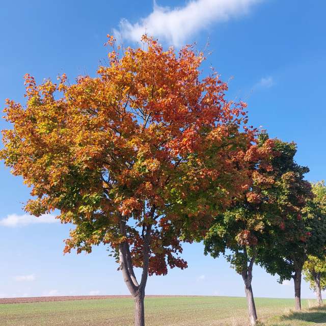 Previsões do tempo com lindas fotos de MaLou