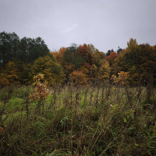 Weather forecasts with beautiful photos by Amanda_and_Valdemar_Che