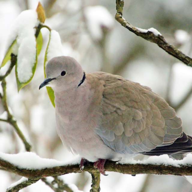 Brown. Weather forecasts with beautiful photos by Lotti5507 Photos in Stockum