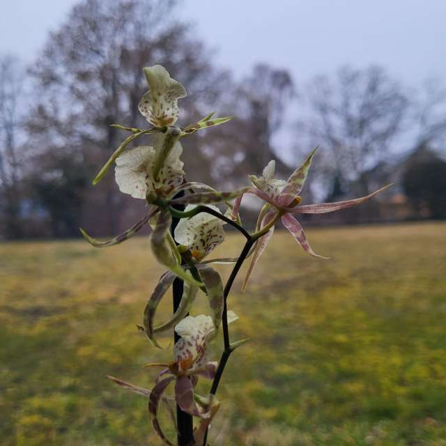 aida-khaldiの美しい写真による天気予報