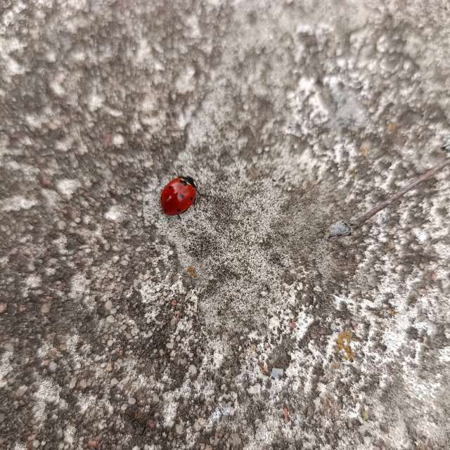 Ania-12の美しい写真による天気予報