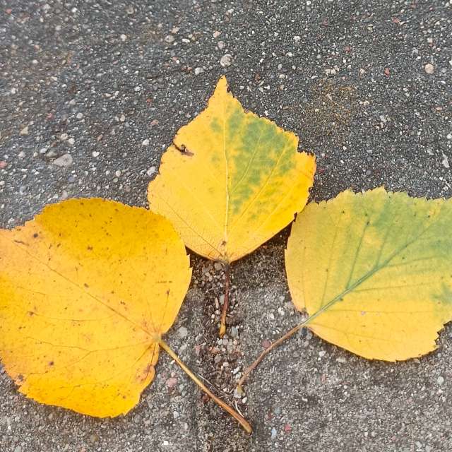 Ania-12の美しい写真による天気予報