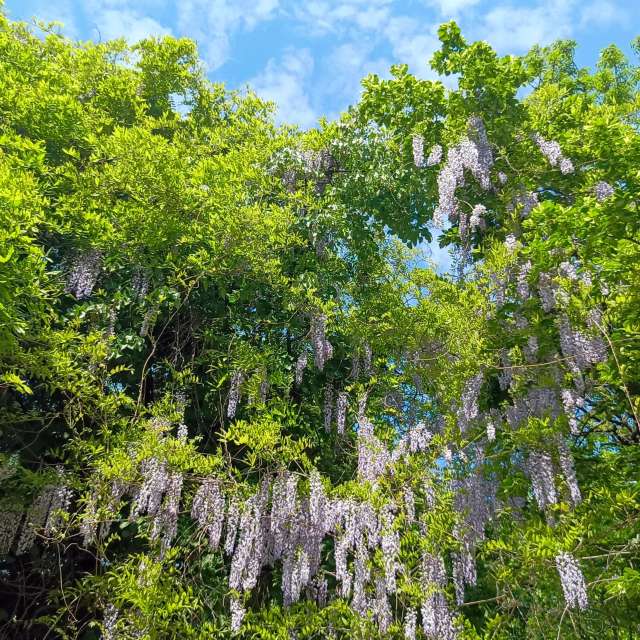 Fotos del Lozano. Pronósticos del tiempo con hermosas fotos de YanBog en București