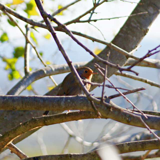 Brown. Weather forecasts with beautiful photos by tony5636 Photos in Calvisson