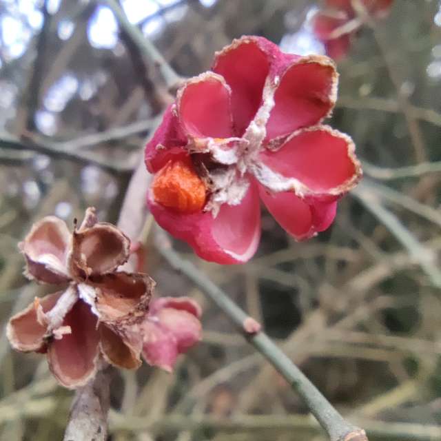 Fotos Flor. Previsões do tempo com lindas fotos de Zorrra em Kladow