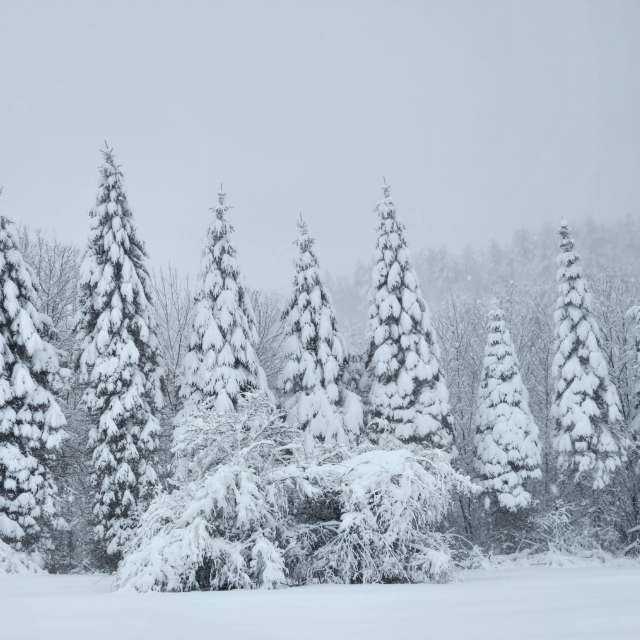 Pronósticos del tiempo con hermosas fotos de imamoonpuppy