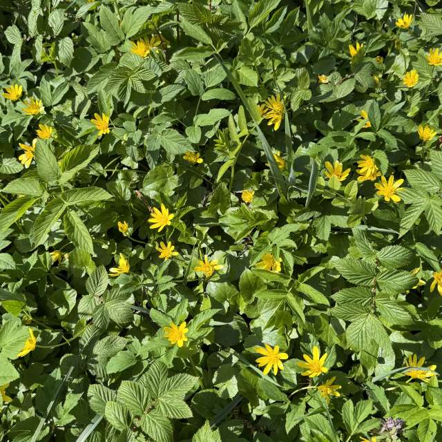 Grass. Weather forecasts with beautiful photos by Svet-Lana Photos in Rīga