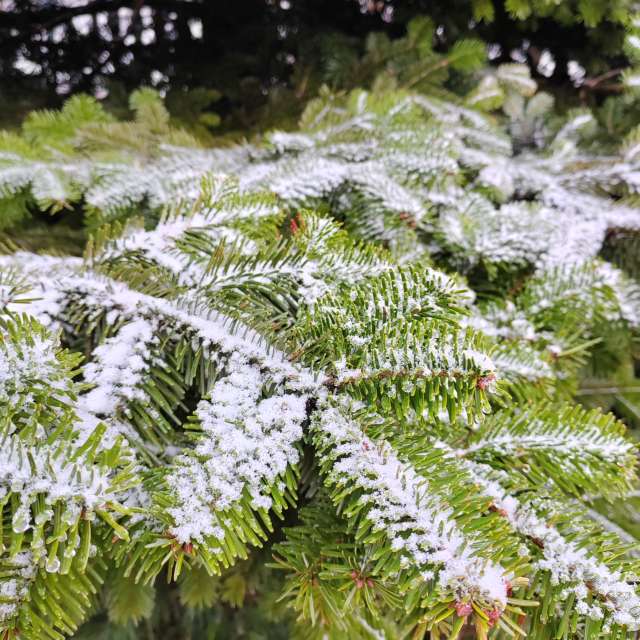 Flower. Weather forecasts with beautiful photos by Albert_Smelovtsev Photos in Roza Khutor