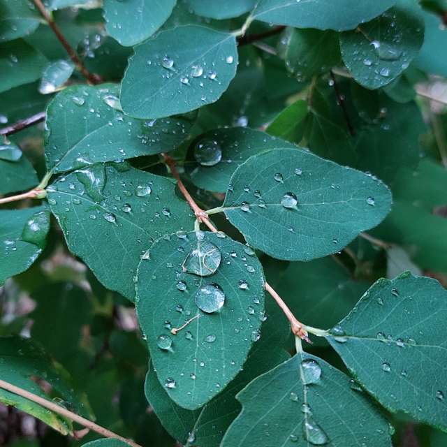 Rain. Weather forecasts with beautiful photos by Iryna Photos in Kharkiv