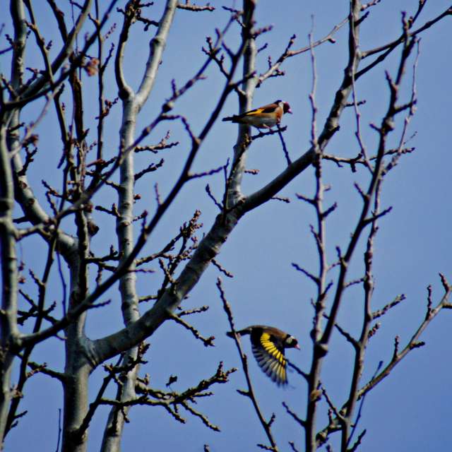 Animal. Weather forecasts with beautiful photos by tony5636 Photos in Calvisson