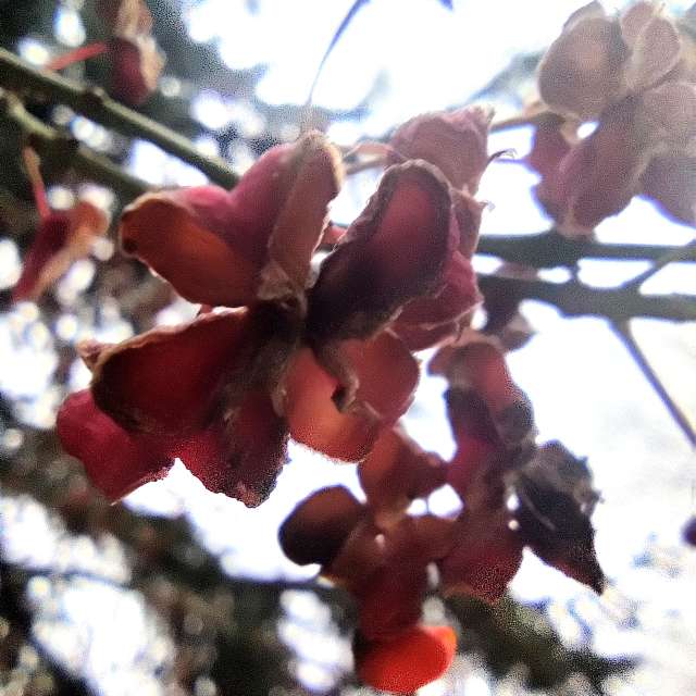 Fotos Flor. Previsões do tempo com lindas fotos de Zorrra em Kladow