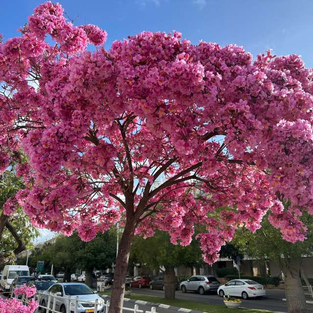 Photos Violet. Prévisions météo avec de superbes photos de Zaza de Bat Yam