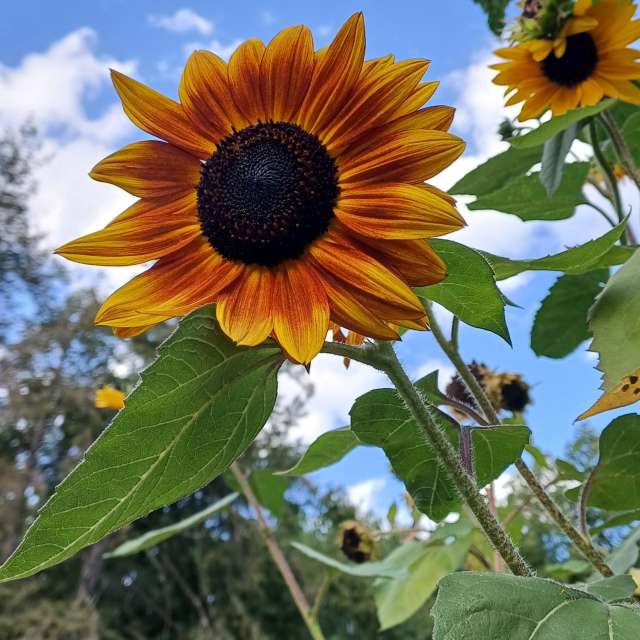 Weather Photos in Flower. Weather forecasts with beautiful photos by vic74furt762