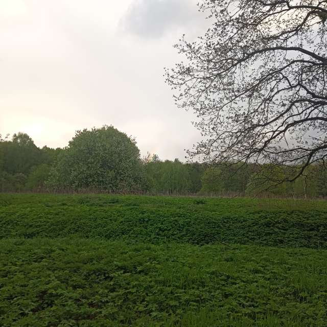 Pasture. Weather forecasts with beautiful photos by Amanda_and_Valdemar_Che Photos in Izmaylovo District