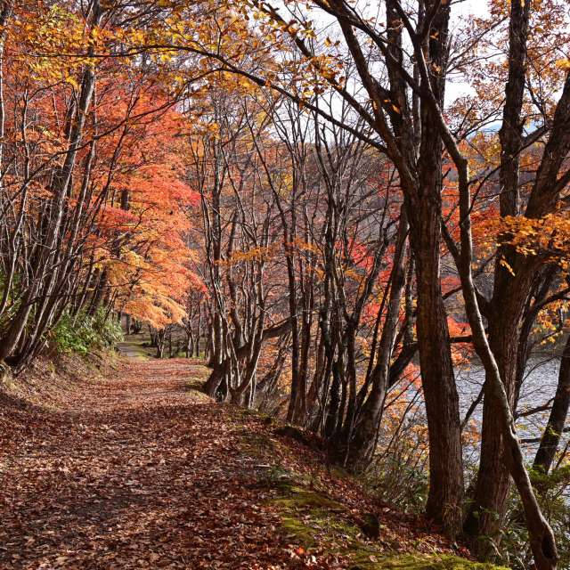 秋. Weather forecasts with beautiful photos by yoshy Photos in World
