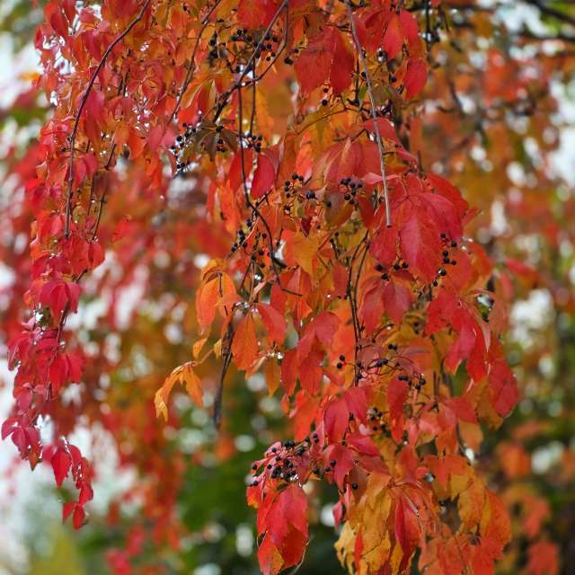 Maple. Weather forecasts with beautiful photos by Seni Photos in Velbert