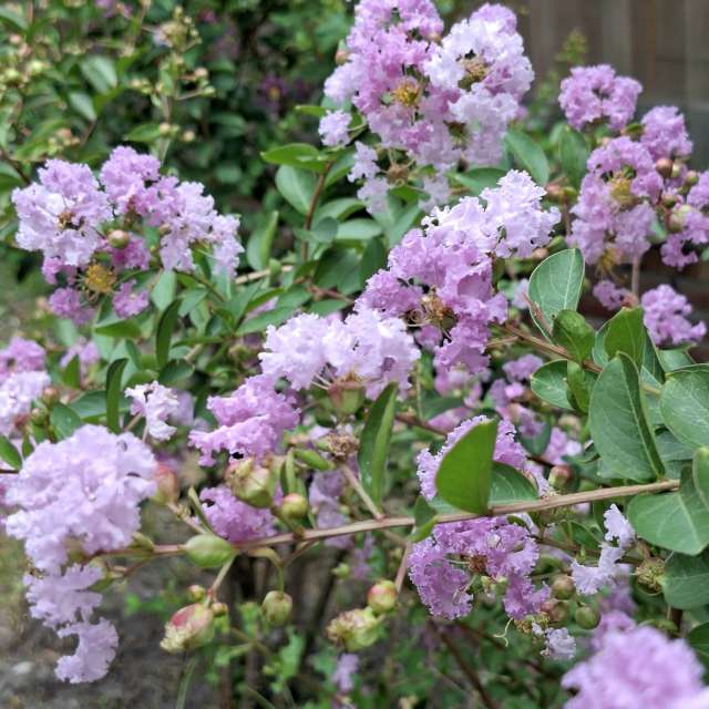 Pot. Weather forecasts with beautiful photos by Wen-ya Huang Photos in Kaohsiung City