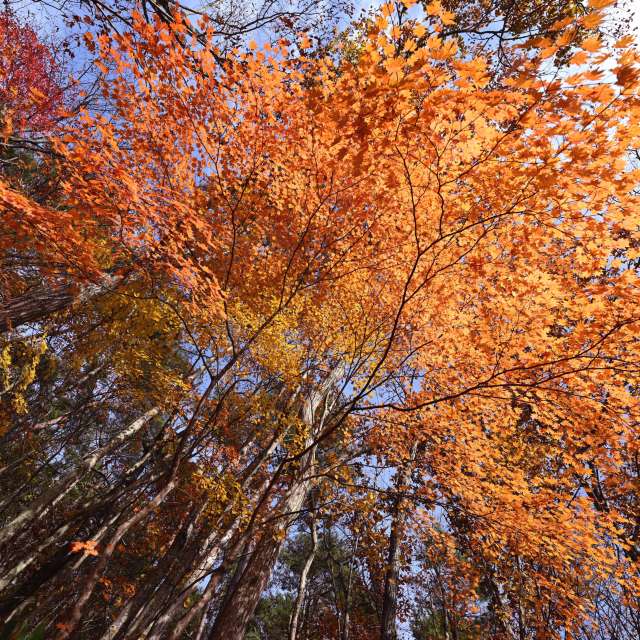 秋. Weather forecasts with beautiful photos by yoshy Photos in World