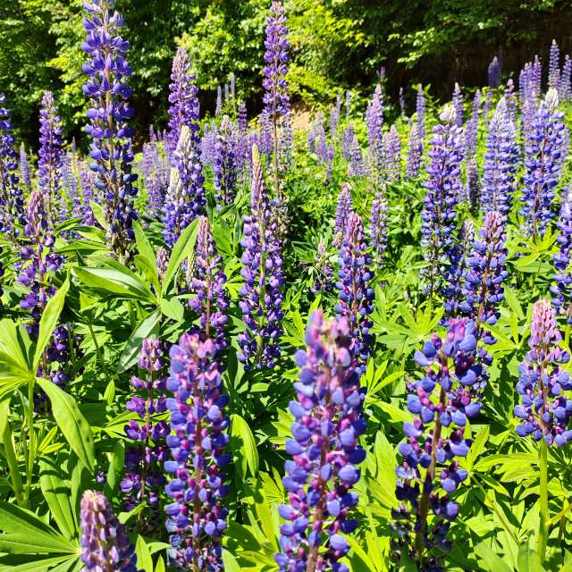 Many. Weather forecasts with beautiful photos by Albert_Smelovtsev Photos in Roza Khutor