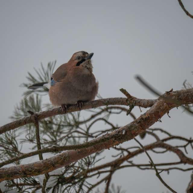 Previsões do tempo com lindas fotos de ooee