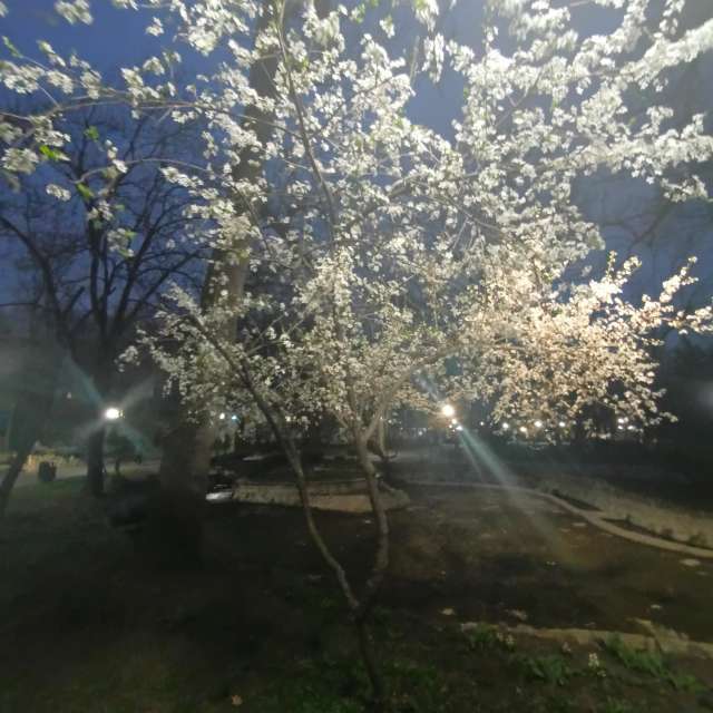 Fotos del Oveja. Pronósticos del tiempo con hermosas fotos de YanBog en București