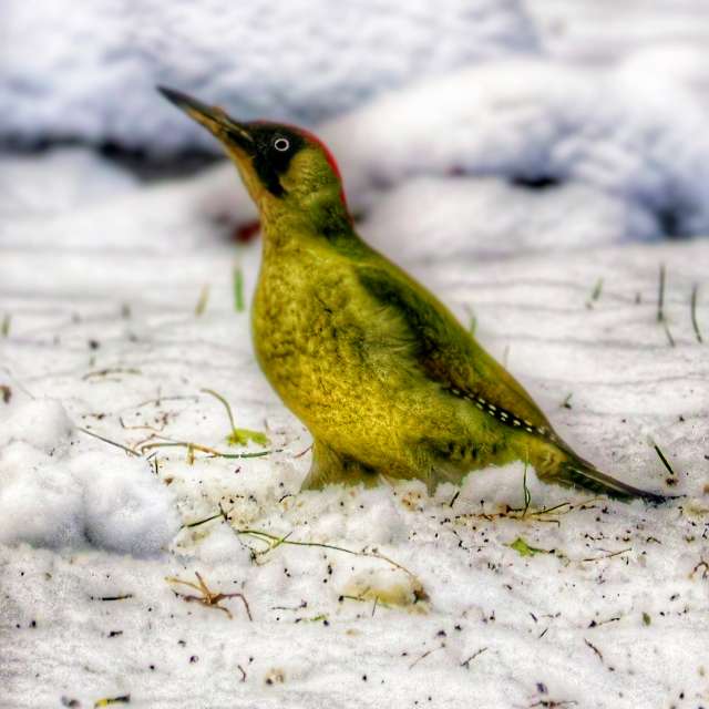 Brown. Weather forecasts with beautiful photos by Lotti5507 Photos in Wellinghofen