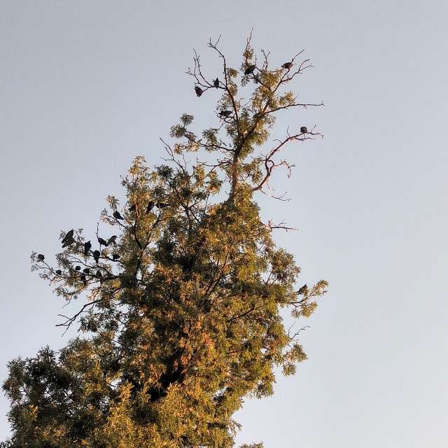 Fotos del Caballo. Pronósticos del tiempo con hermosas fotos de YanBog en București