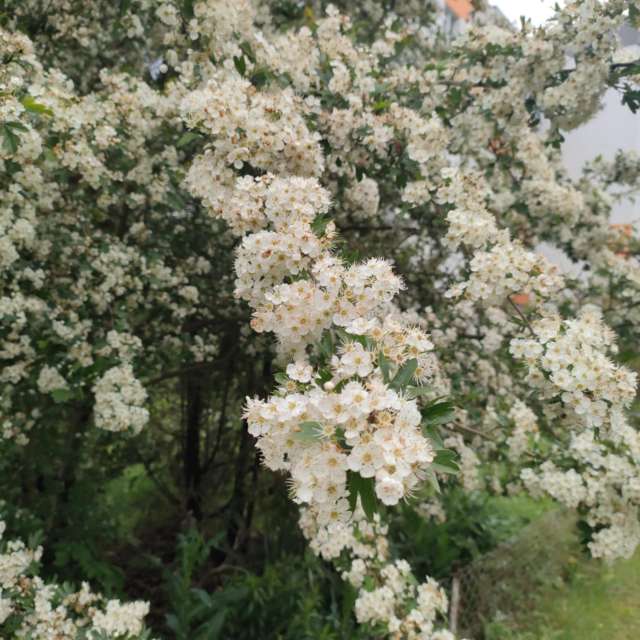 Ania-12の美しい写真による天気予報