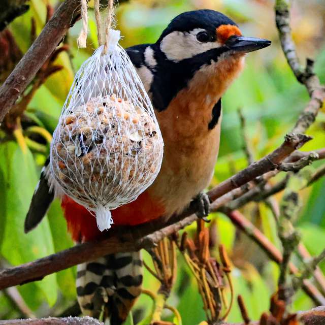 Brown. Weather forecasts with beautiful photos by Lotti5507 Photos in Stockum