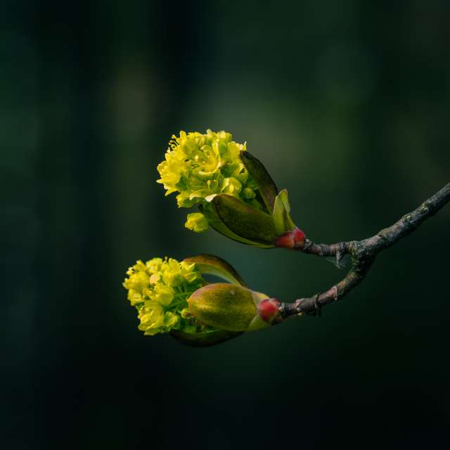 ภาพถ่าย 鳥. พยากรณ์อากาศพร้อมภาพถ่ายสวยๆ โดย Денис Маслов ใน รีกา