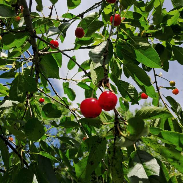Branch. Weather forecasts with beautiful photos by urashm Photos in Khmelnytskyi