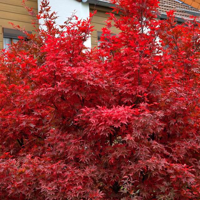 House. Weather forecasts with beautiful photos by Seni Photos in Velbert