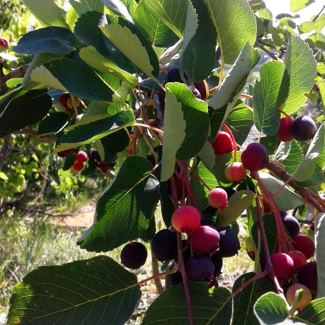 Fruit. Weather forecasts with beautiful photos by urashm Photos in Khmelnytskyi