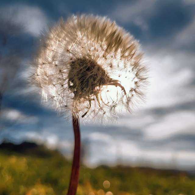 Thistle. Weather forecasts with beautiful photos by hejpetrpepa Photos in Plzeň Region