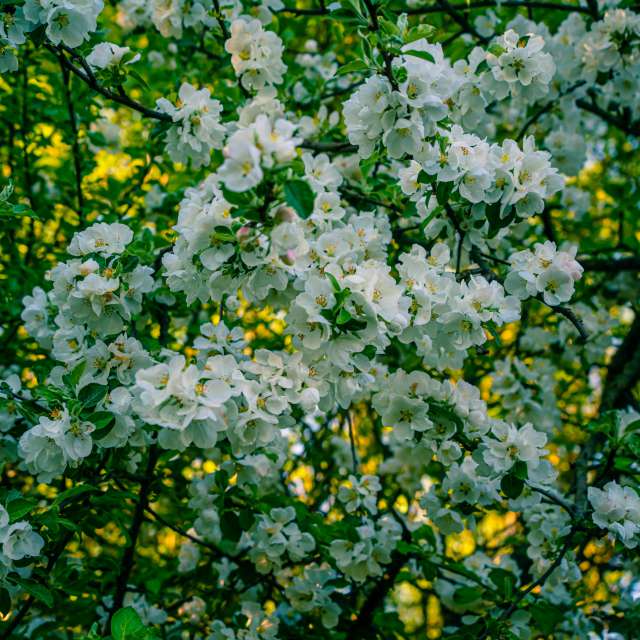 リガの花. Денис Масловの美しい写真による天気予報の写真