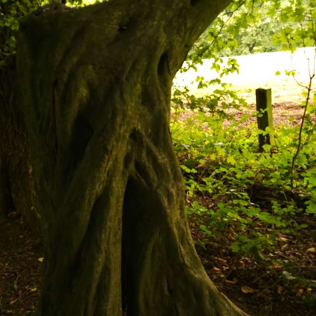 Photos Cheval. Prévisions météo avec de superbes photos de Seni de Velbert