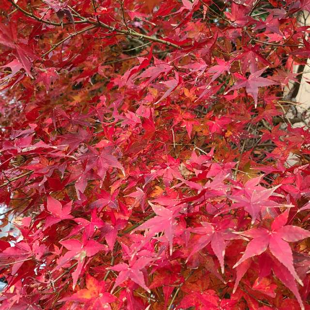 Fotos Pizza. Previsões do tempo com lindas fotos de あさのジジ em Okayama