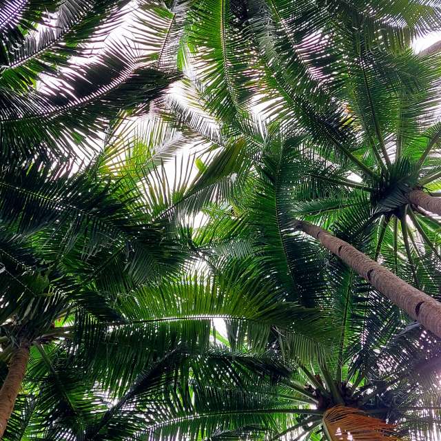 Leafs. Weather forecasts with beautiful photos by avilop Photos in World