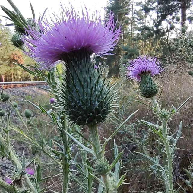 Previsões do tempo com lindas fotos de drollted