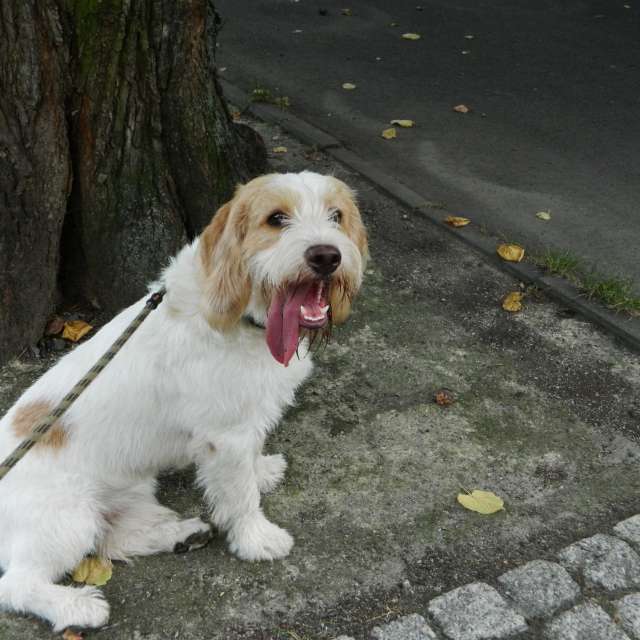 天气预报，带ivan-ko精美的照片