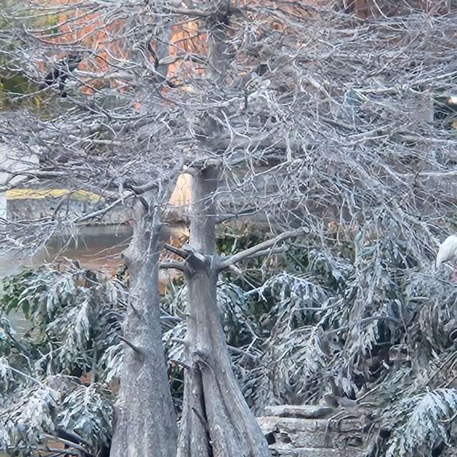 天气预报，带Rukh-08-08精美的照片