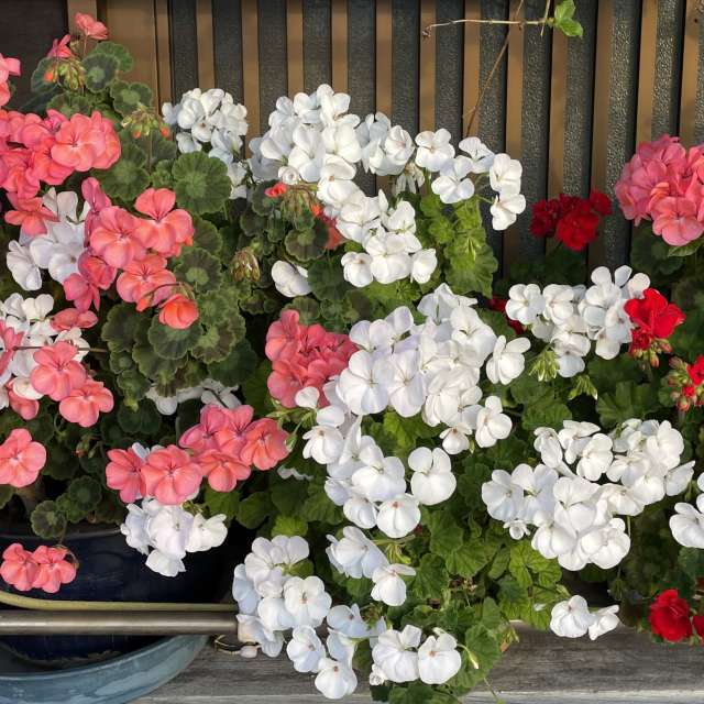 Fotos Flor. Previsões do tempo com lindas fotos de あさのジジ em Okayama