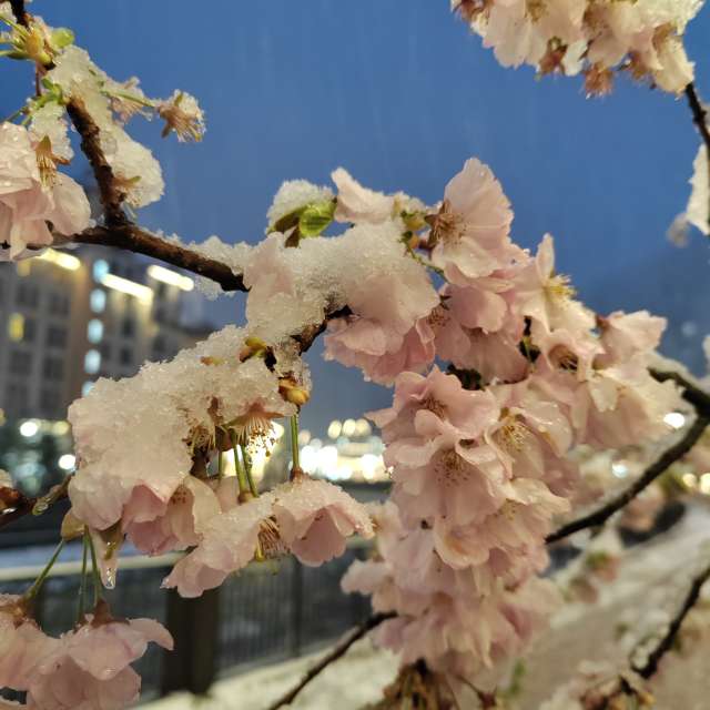 Flower. Weather forecasts with beautiful photos by Albert_Smelovtsev Photos in Roza Khutor
