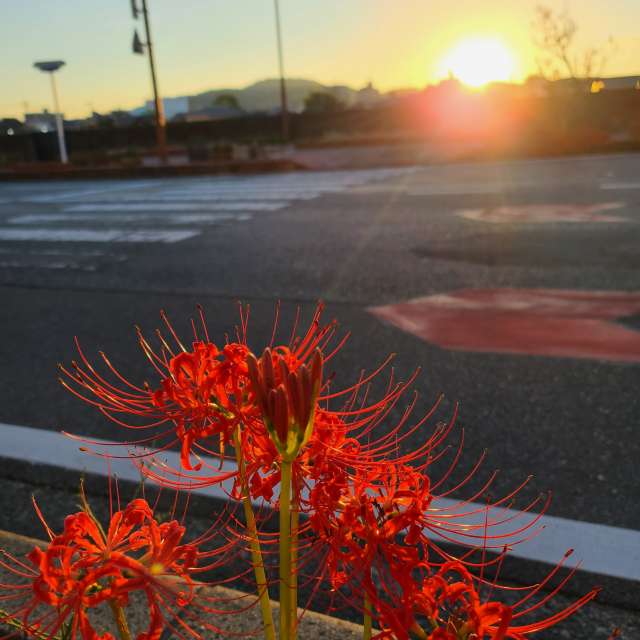 Orange. Weather forecasts with beautiful photos by あさのジジ Photos in Okayama