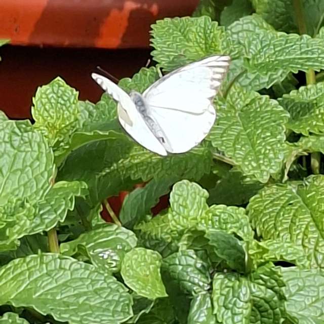 Lettuce. Weather forecasts with beautiful photos by Wen-ya Huang Photos in Kaohsiung City