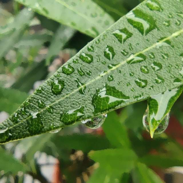 Fotos Molhado. Previsões do tempo com lindas fotos de Zorrra em Kladow