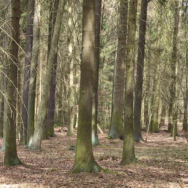 Trädbevuxen. Väderprognoser med vackra foton av Elenka20 Foton i Pilsen